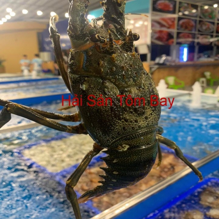 NHÀ HÀNG HẢI SẢN TÔM BAY